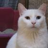 Jewel ~ 3 years old ~ Neutered Male ~ Shy at first, then extremely affectionate!
