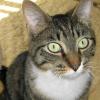 Ribbit ~ 2 years old ~ Neutered Male.  Playful, affectionate on his terms.  No dogs or small kids.